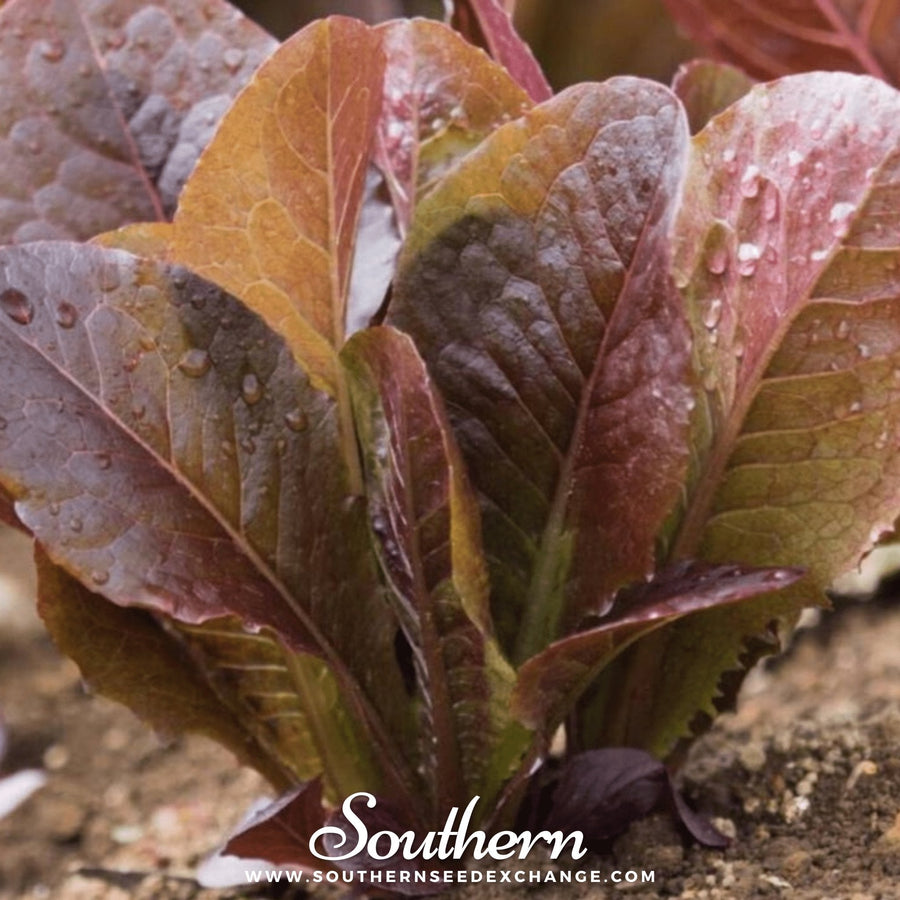 Cimmaron Romaine Lettuce