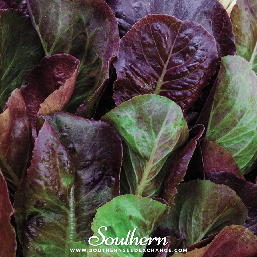 Cimmaron Romaine Lettuce