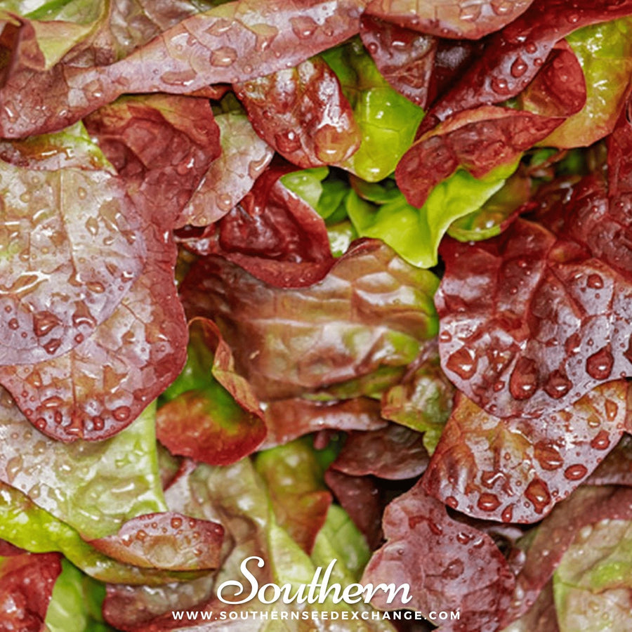 Cimmaron Romaine Lettuce