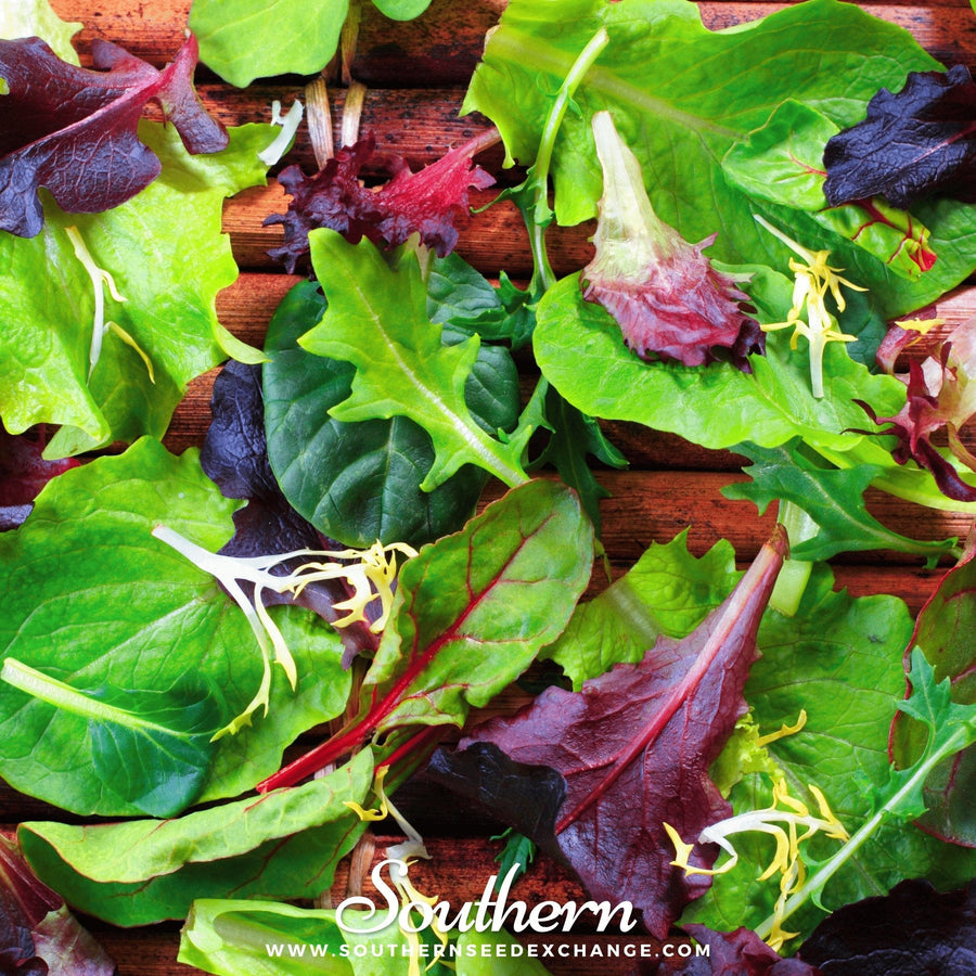 Gourmet Mix Lettuce – 500 Seeds