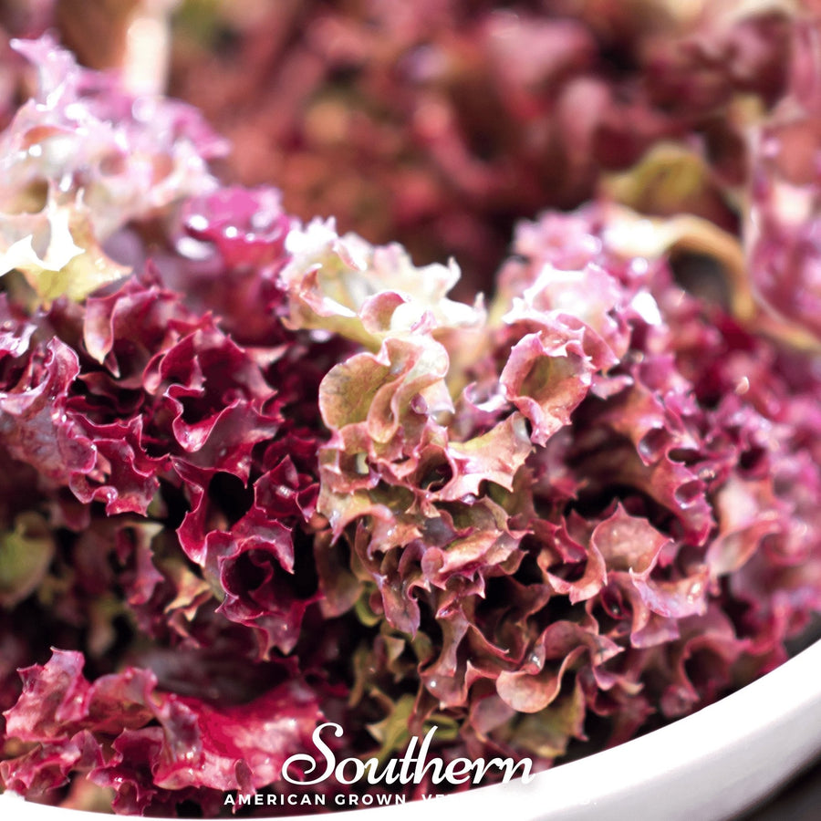 Salad Bowl Red Lettuce