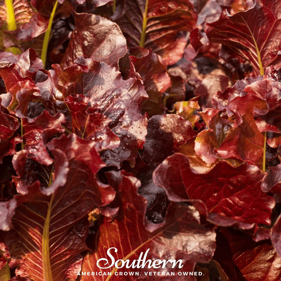 Salad Bowl Red Lettuce