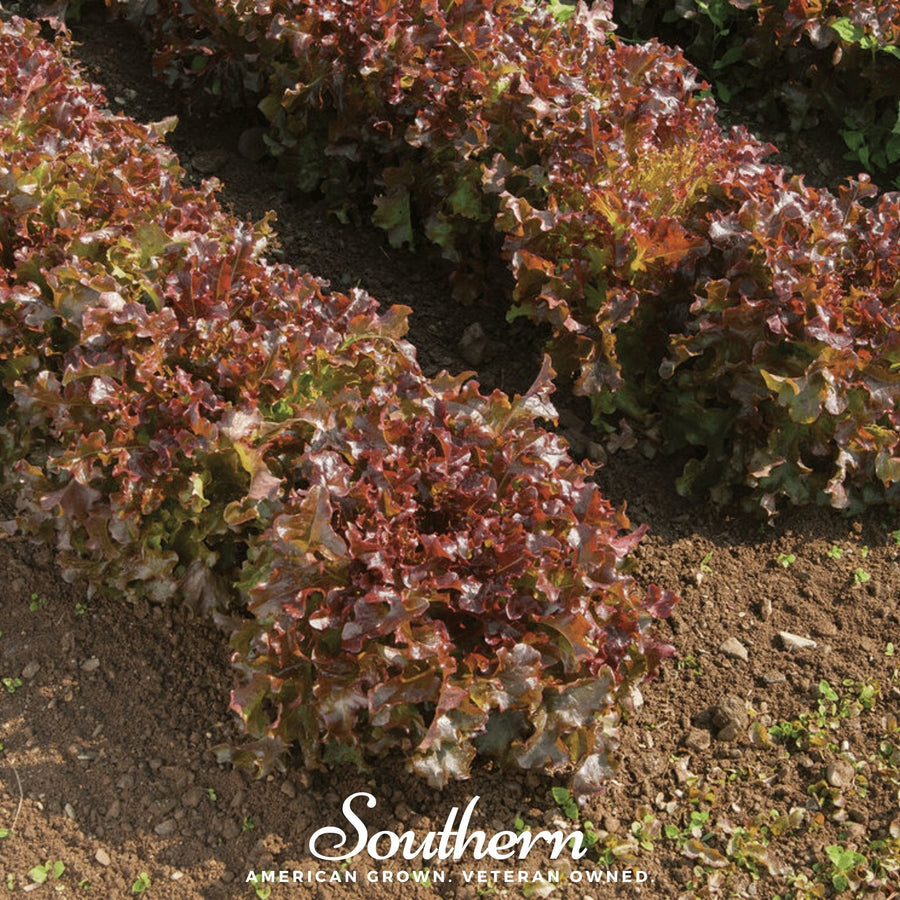 Salad Bowl Red Lettuce