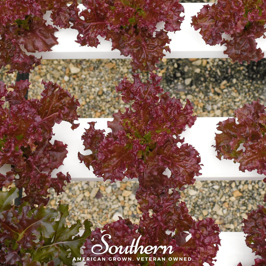 Salad Bowl Red Lettuce