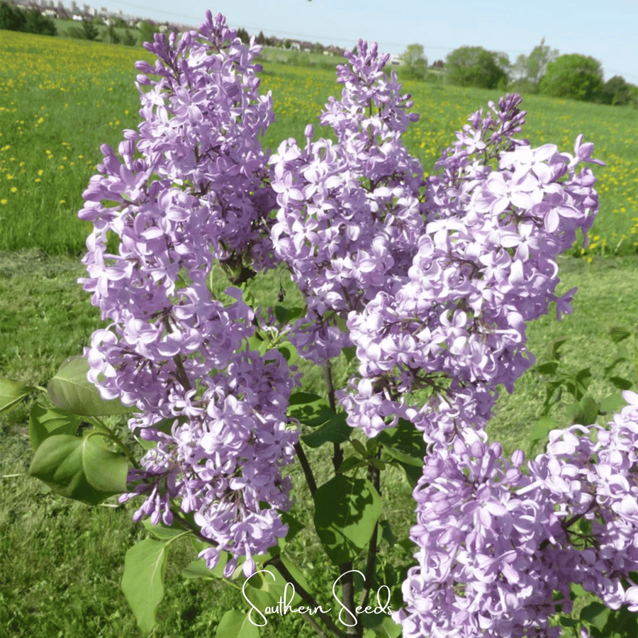 Early Blooming Lilac – 30 Seeds