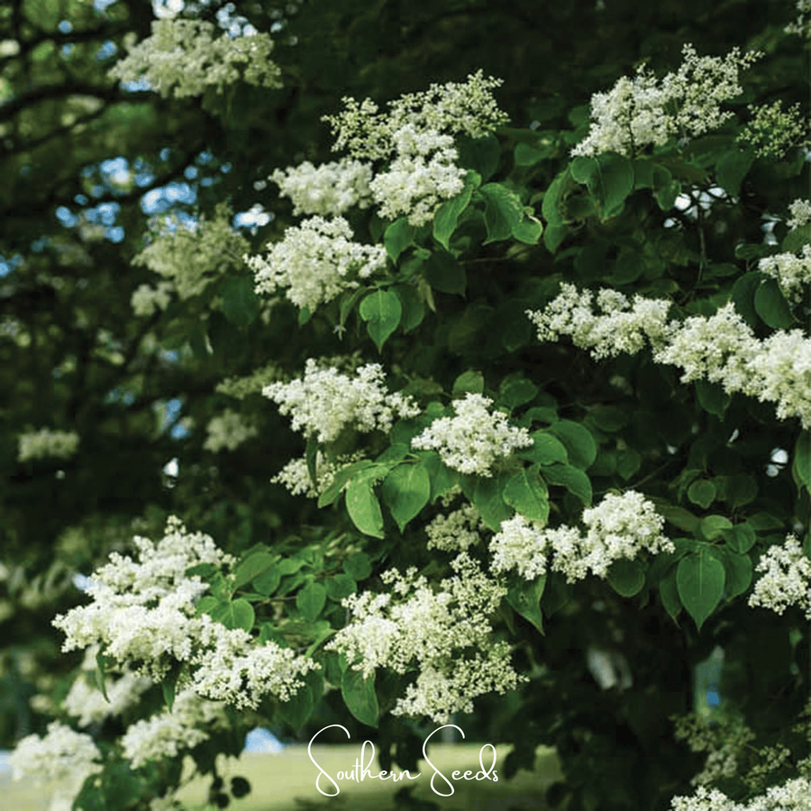 Japanese Tree Lilac – 30 Seeds