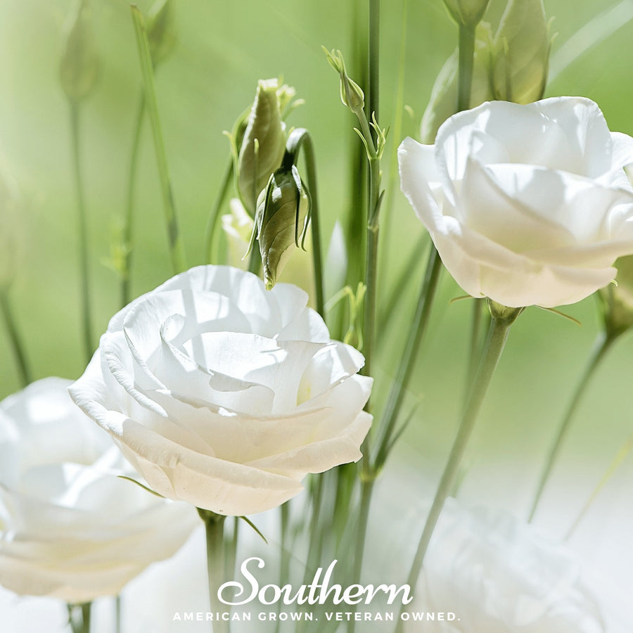 Sapphire White Lisianthus