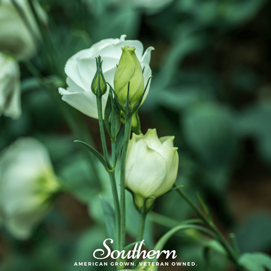 Sapphire White Lisianthus