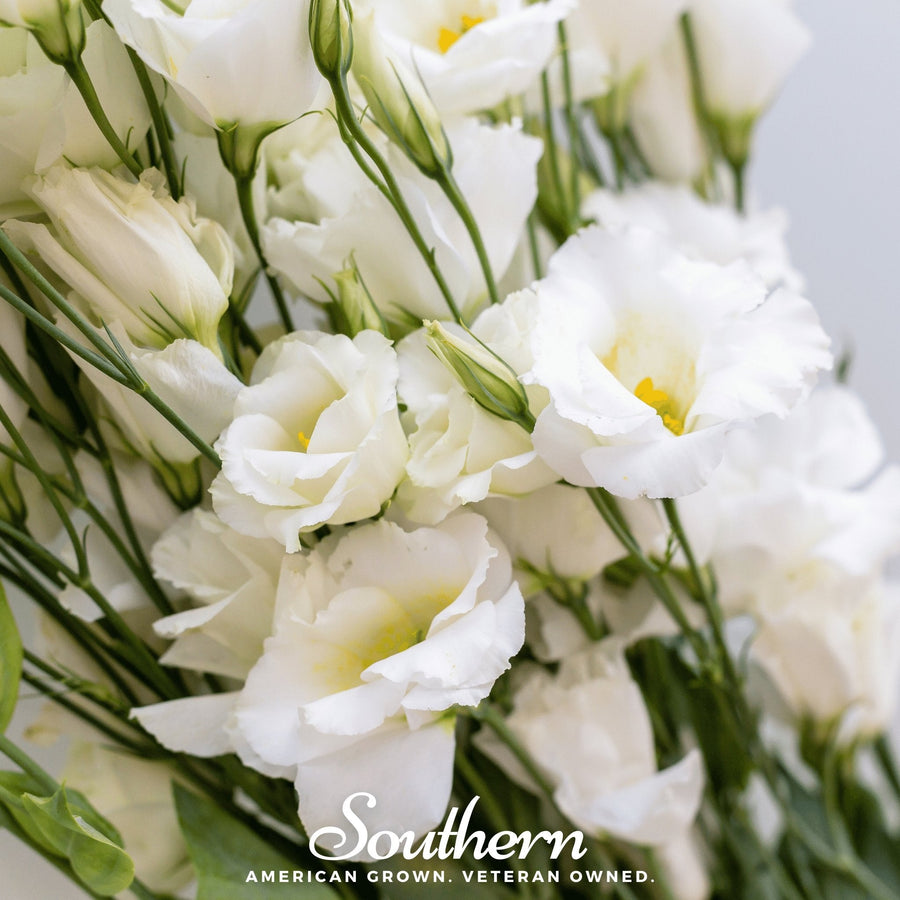 Sapphire White Lisianthus