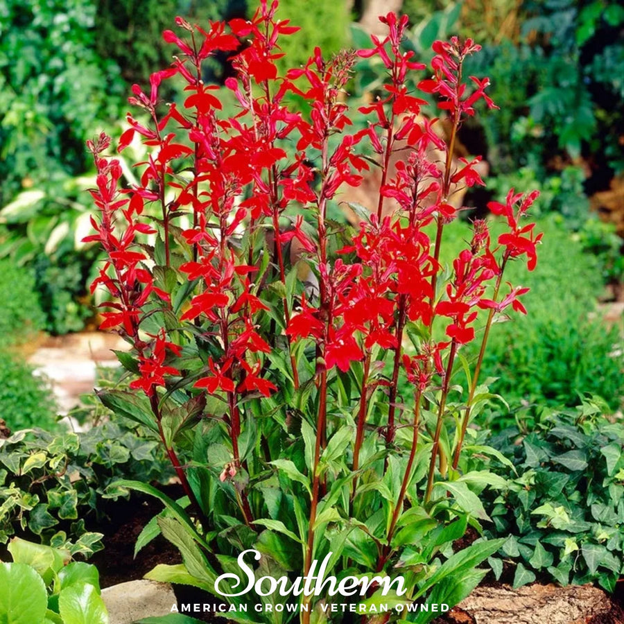Cardinal Flower Lobelia – 250 Seeds