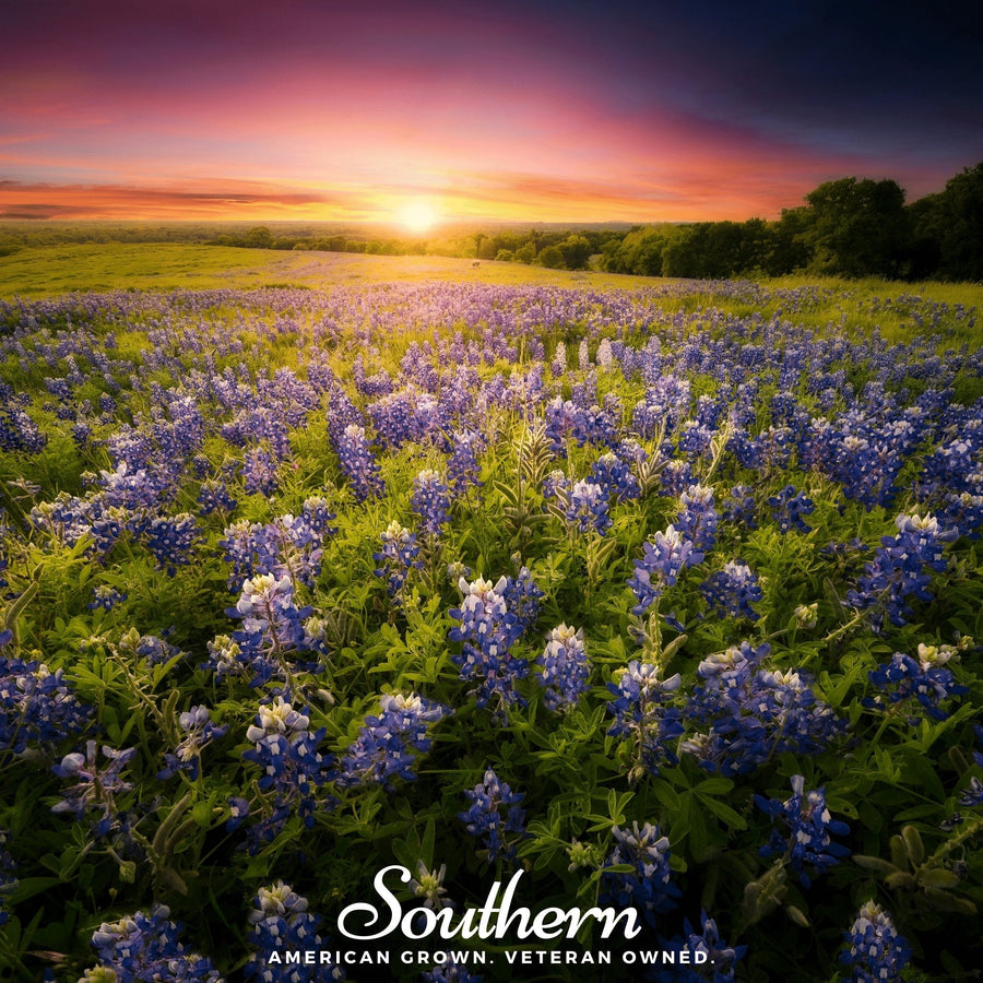 Texas Bluebonnet Lupine – 50 Seeds