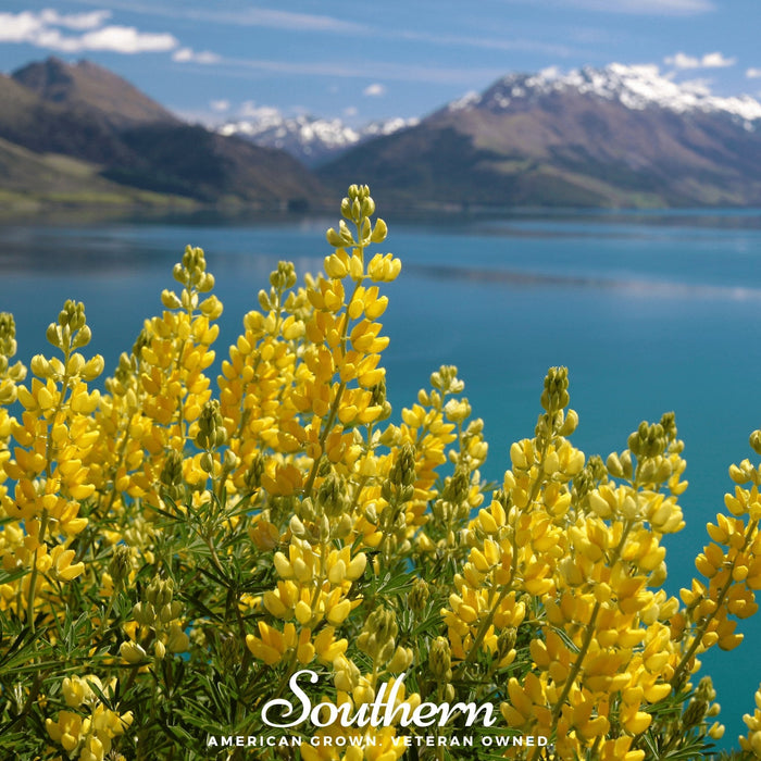 Yellow Lupine