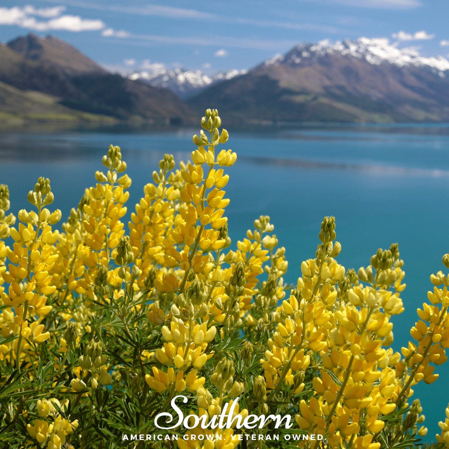 Yellow Lupine