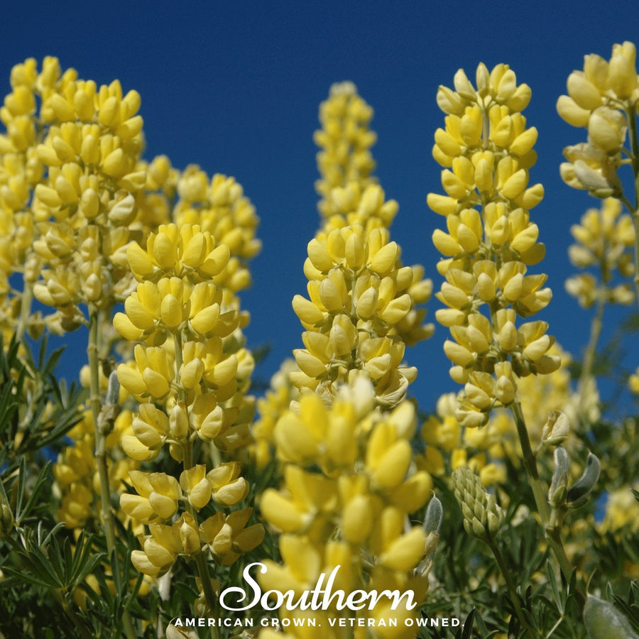 Yellow Lupine