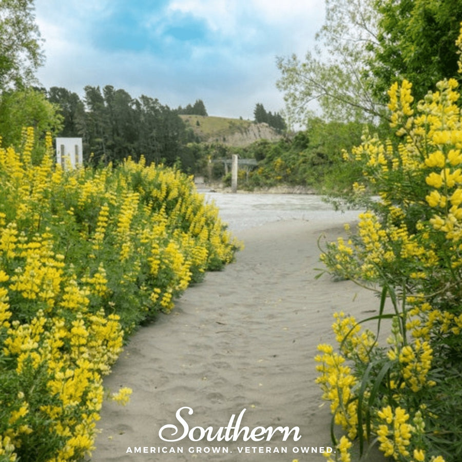 Yellow Lupine