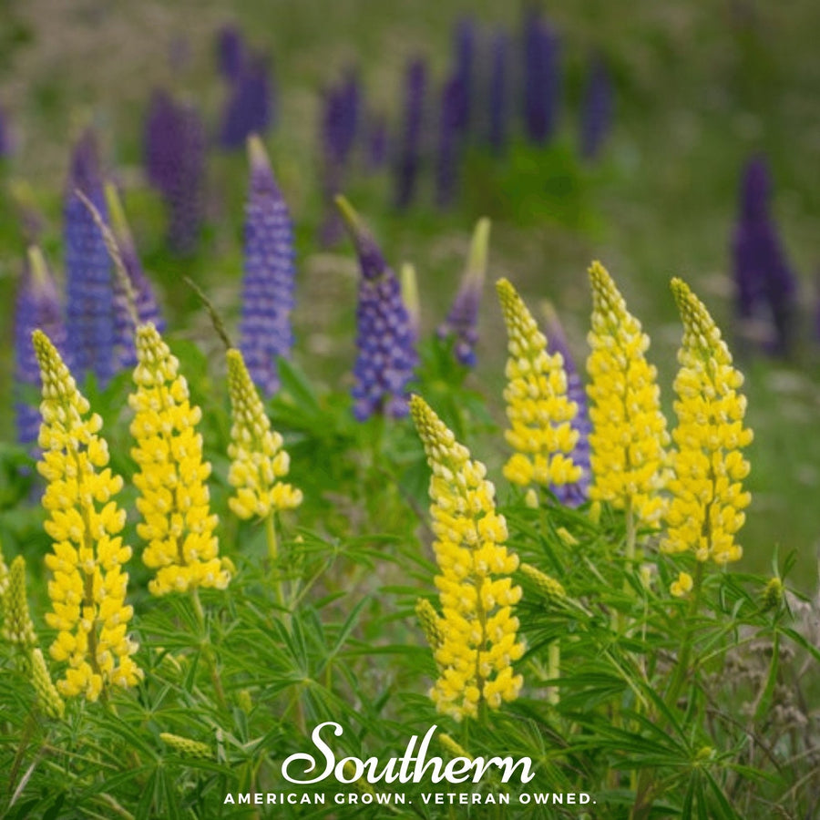 Yellow Lupine