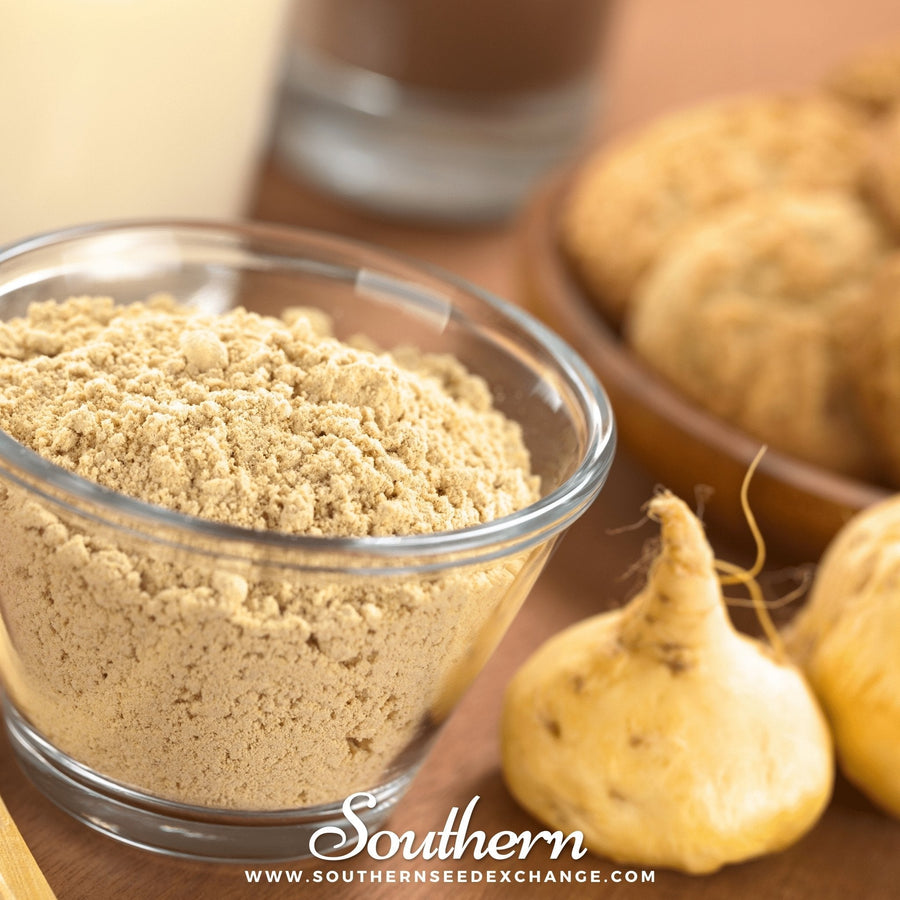 Maca