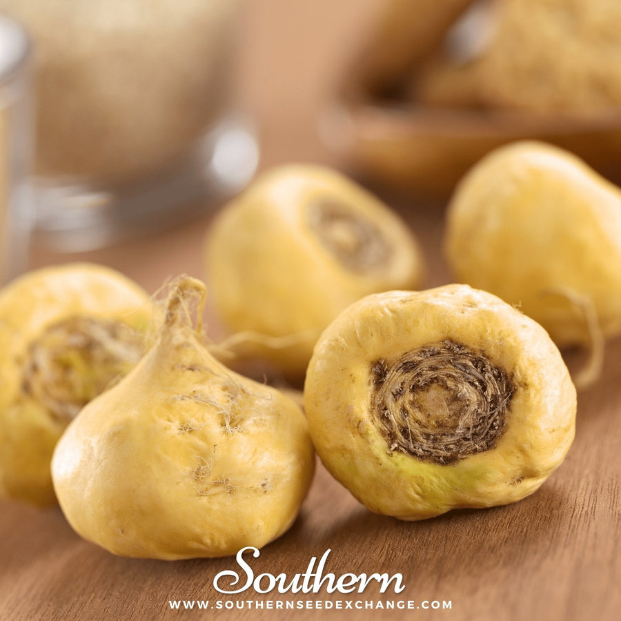 Maca