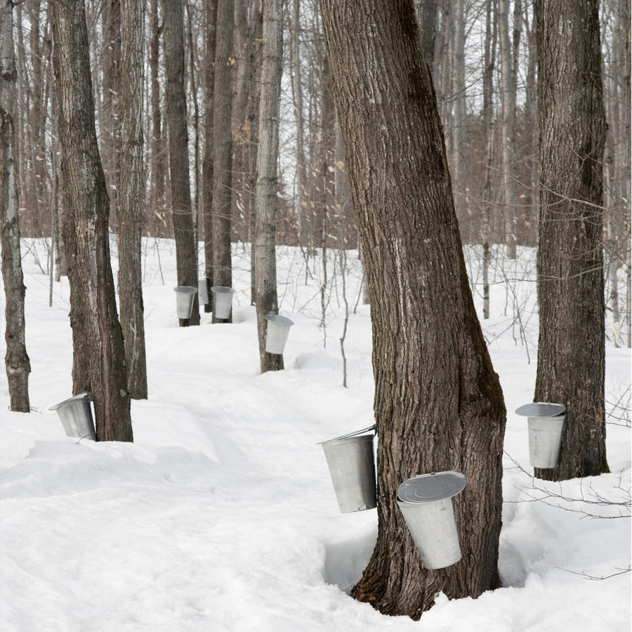 Maple Syrup, 100% Pure Michigan  - 8 Fl. Oz. Bottle - product image 7