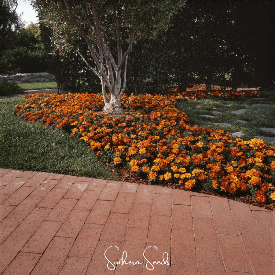 Bolero French Marigold – 50 Seeds