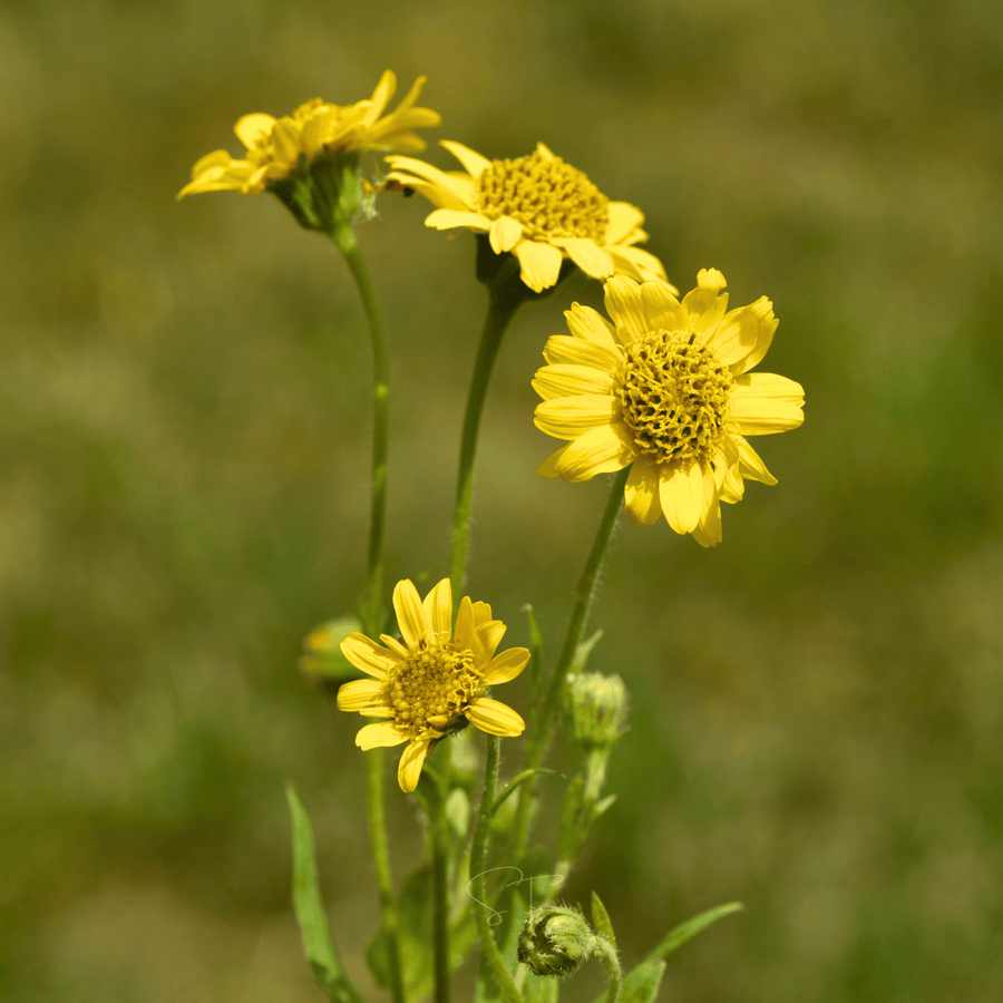 Meadow Arnica