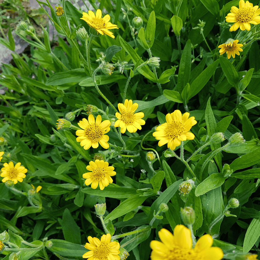 Meadow Arnica
