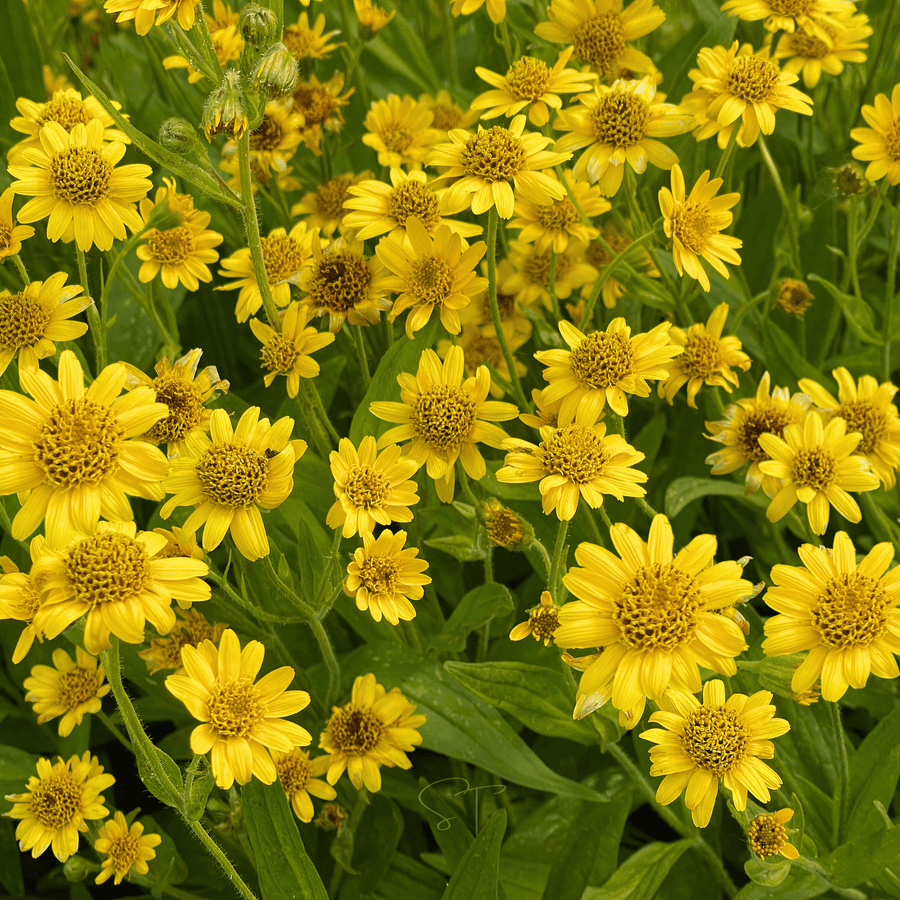 Meadow Arnica