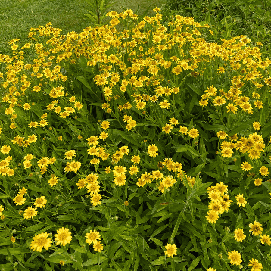 Meadow Arnica