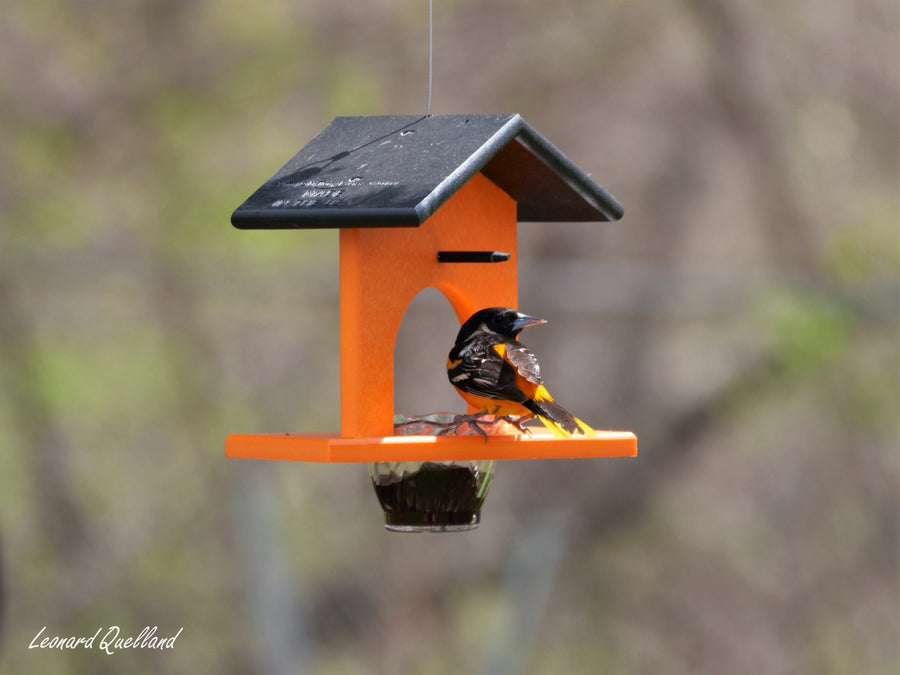 Oriole at a hanging jelly-and-orange feeder