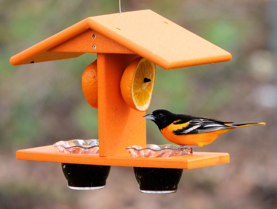 Orioles feeding from jelly cups and orange halves