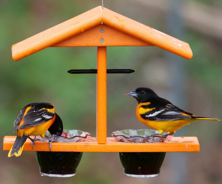Orioles feeding from jelly cups and orange halves