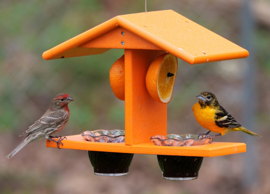 Orioles feeding from jelly cups and orange halves