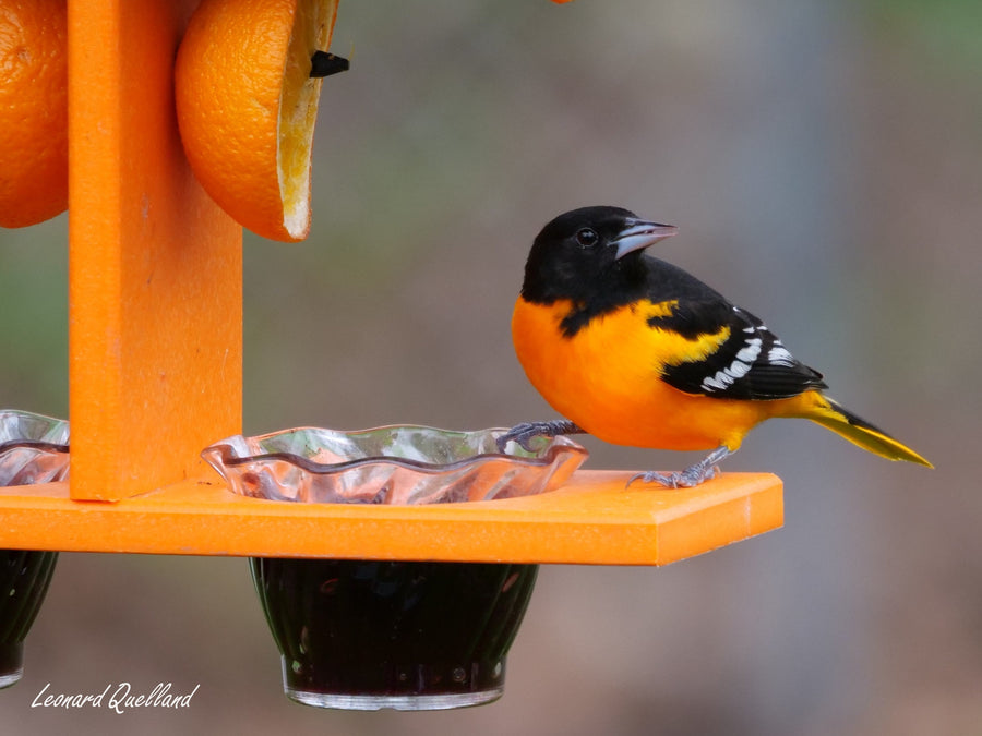 Orioles feeding from jelly cups and orange halves