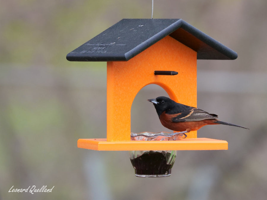 Oriole at a hanging jelly-and-orange feeder