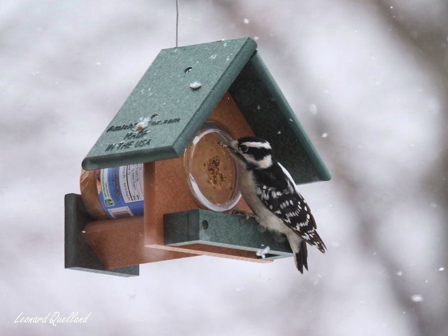 Woodpecker at a jar-style peanut butter feeder