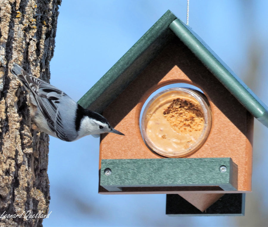Woodpecker at a jar-style peanut butter feeder