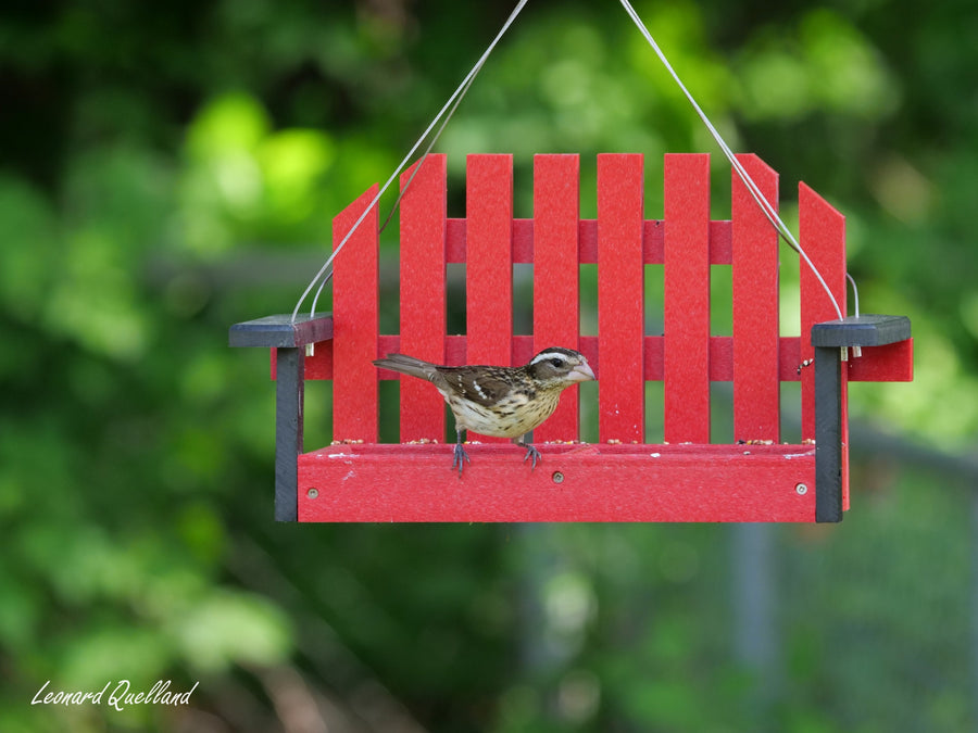 Birds visiting a porch-swing-style feeder