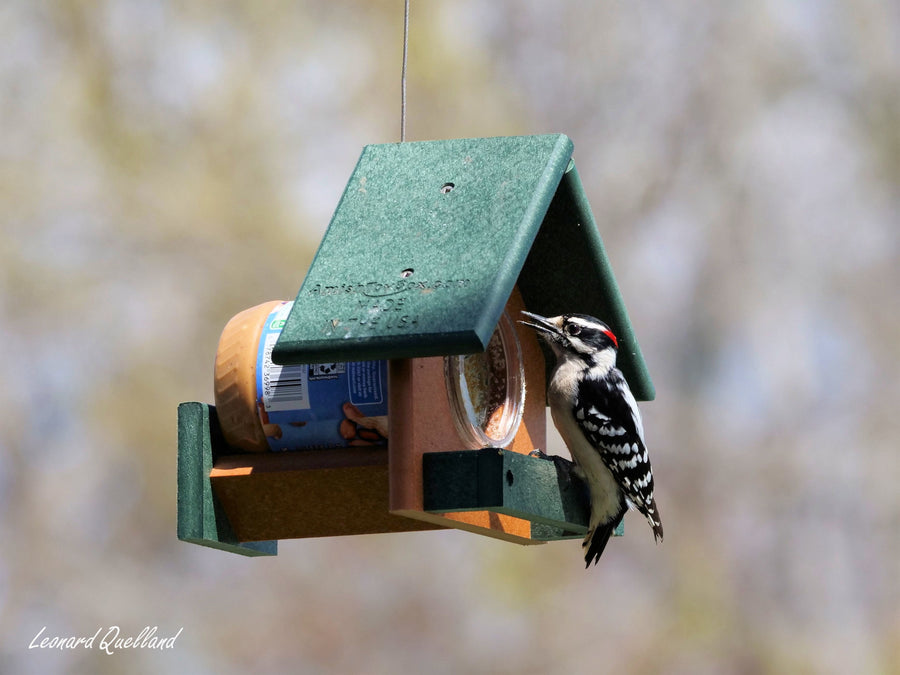 Woodpecker at a jar-style peanut butter feeder