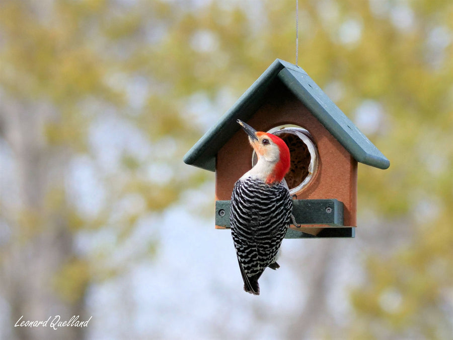 Woodpecker at a jar-style peanut butter feeder