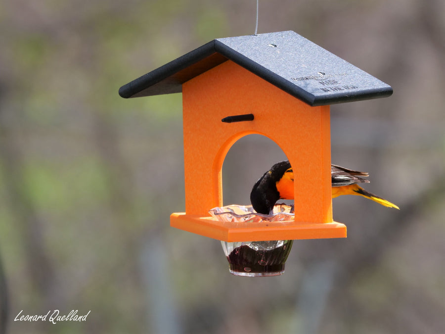 Oriole at a hanging jelly-and-orange feeder