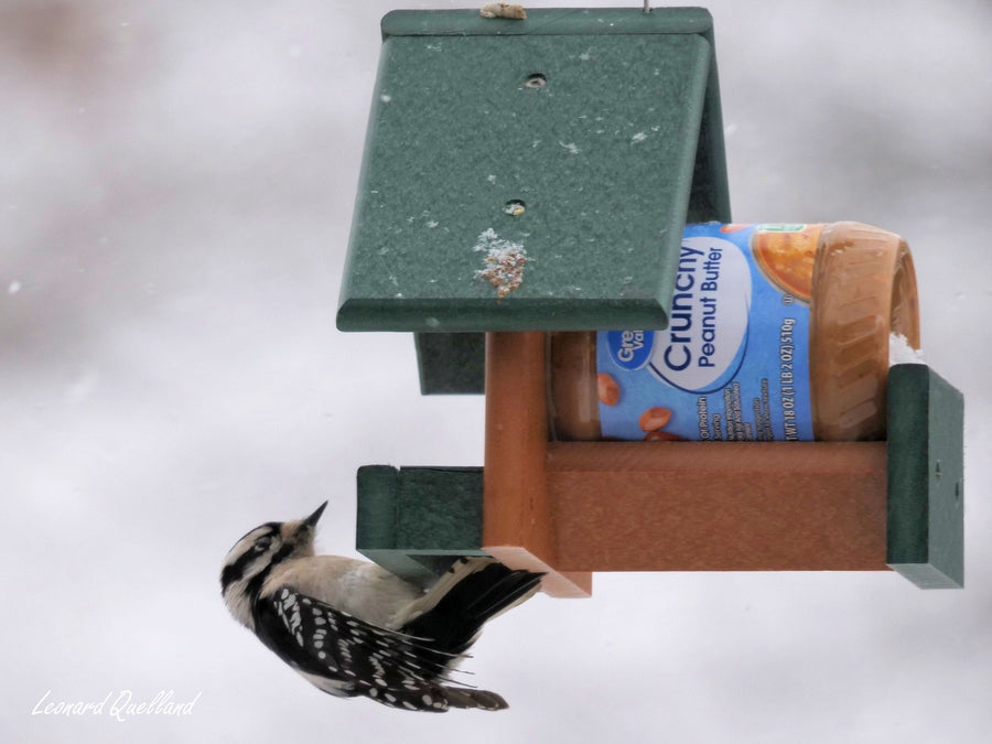 Woodpecker at a jar-style peanut butter feeder
