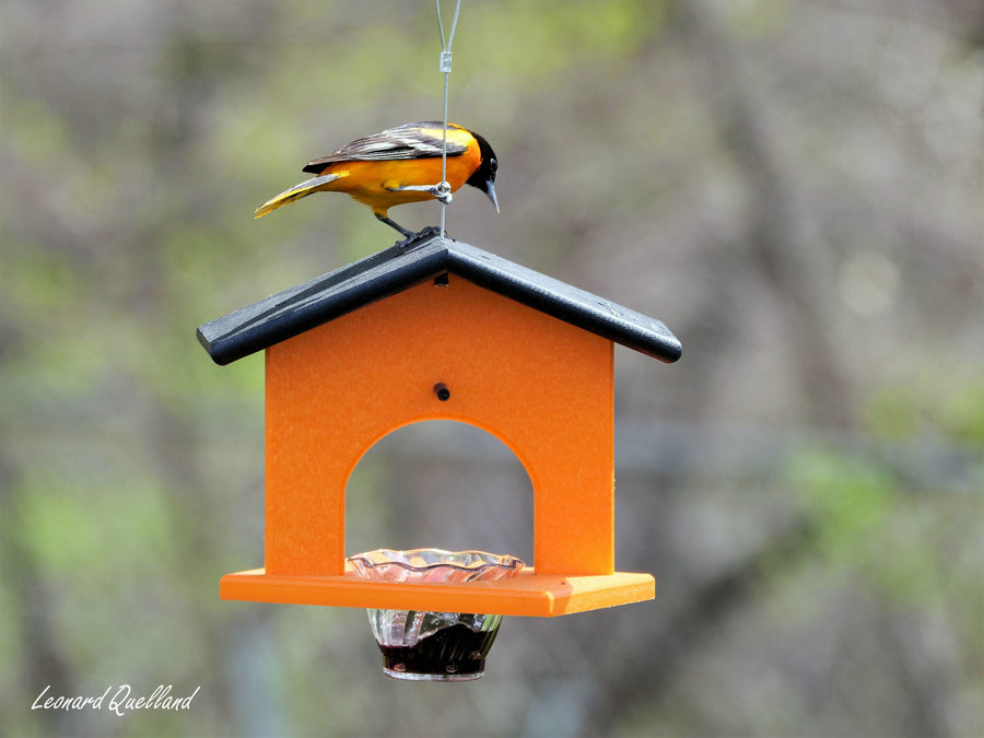 Bird perched on the roof of an oriole feeder