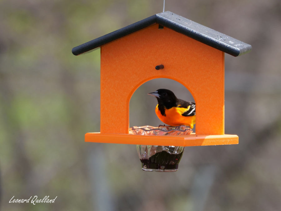 Oriole at a hanging jelly-and-orange feeder