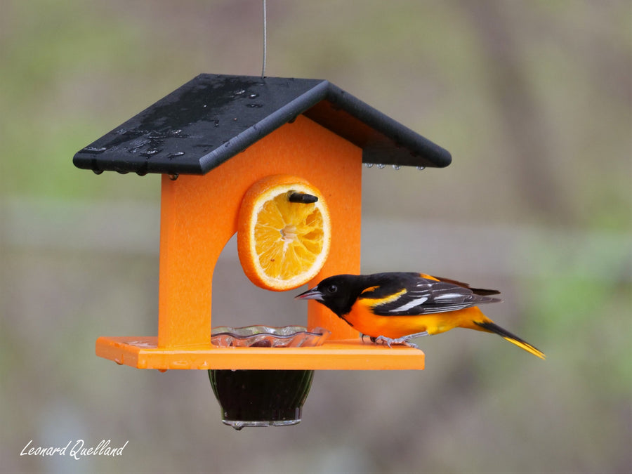 Oriole at a hanging jelly-and-orange feeder