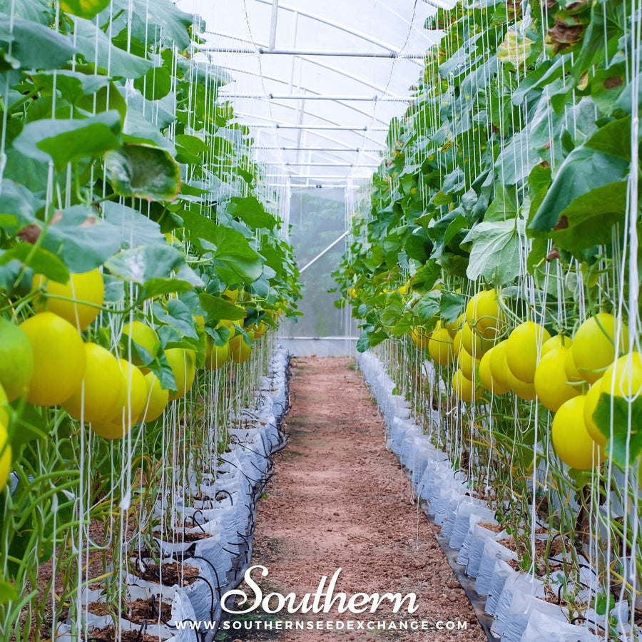 Canary Melon
