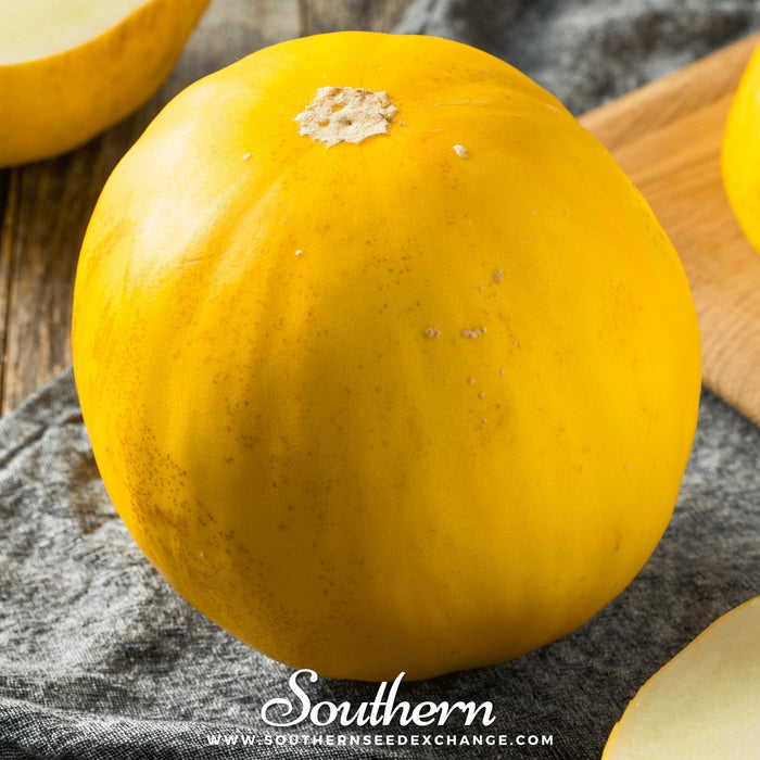 Canary Melon
