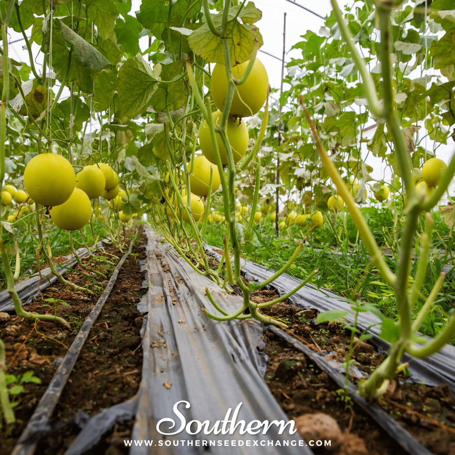 Canary Melon