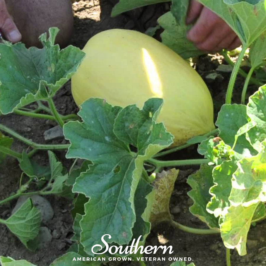 Crenshaw Melon