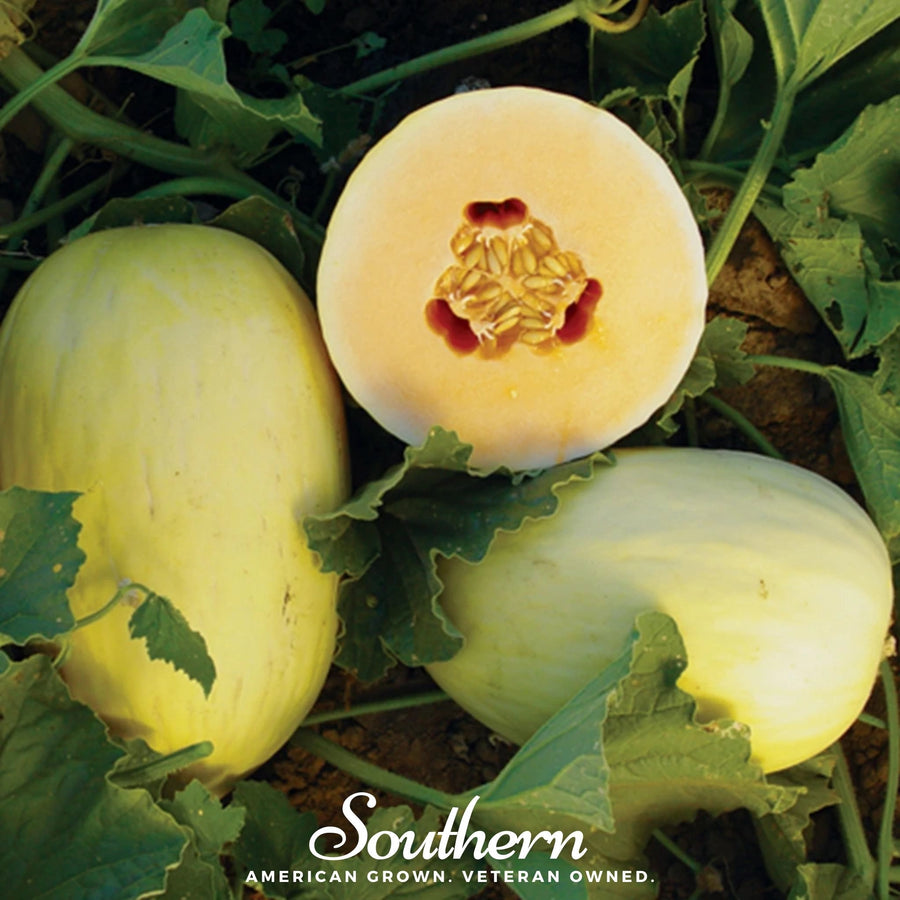 Crenshaw Melon
