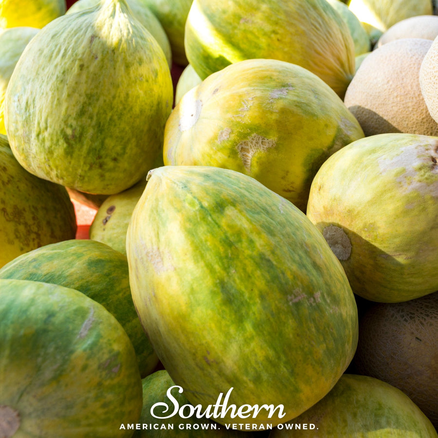 Crenshaw Melon